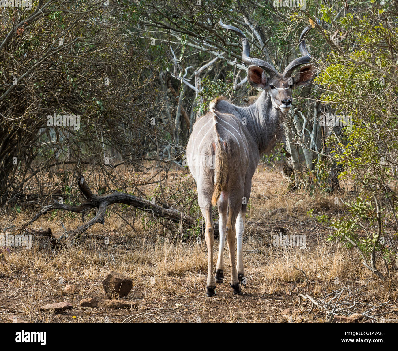 Maschio adulto kudu visto nel KwaZulu Natal, Sud Africa. Foto Stock