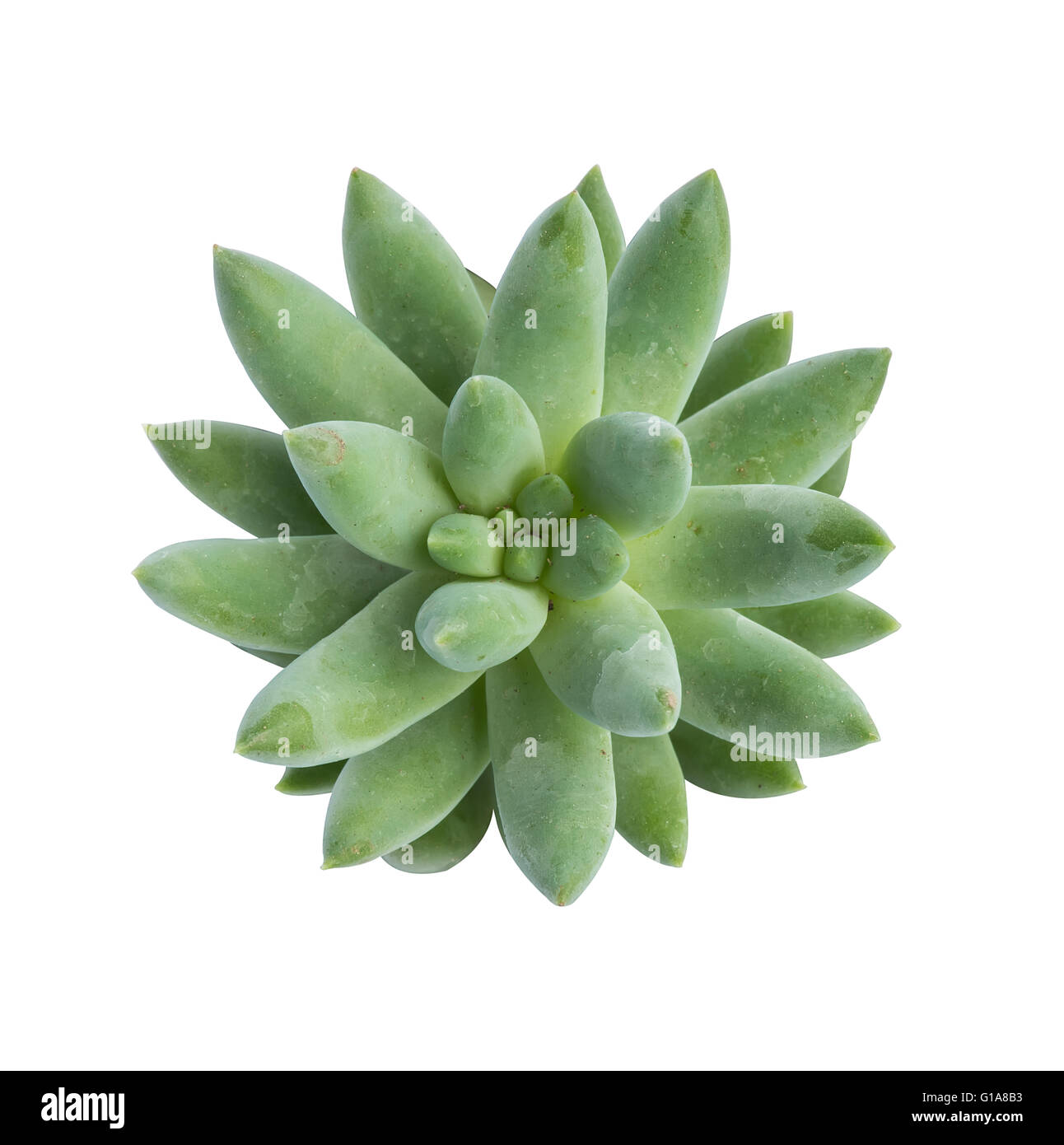 Miniatura Piante succulente Foto Stock