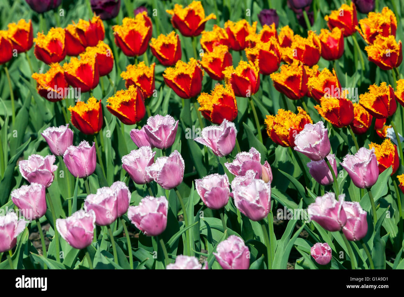 Giardino Tulips fiorito, Tulipa giallo rosso "Palmares" Tulipa rosa "Cummins", tulipani orlati, fiori misti tulipani rosa giallo rosso in colorata aiuola Foto Stock