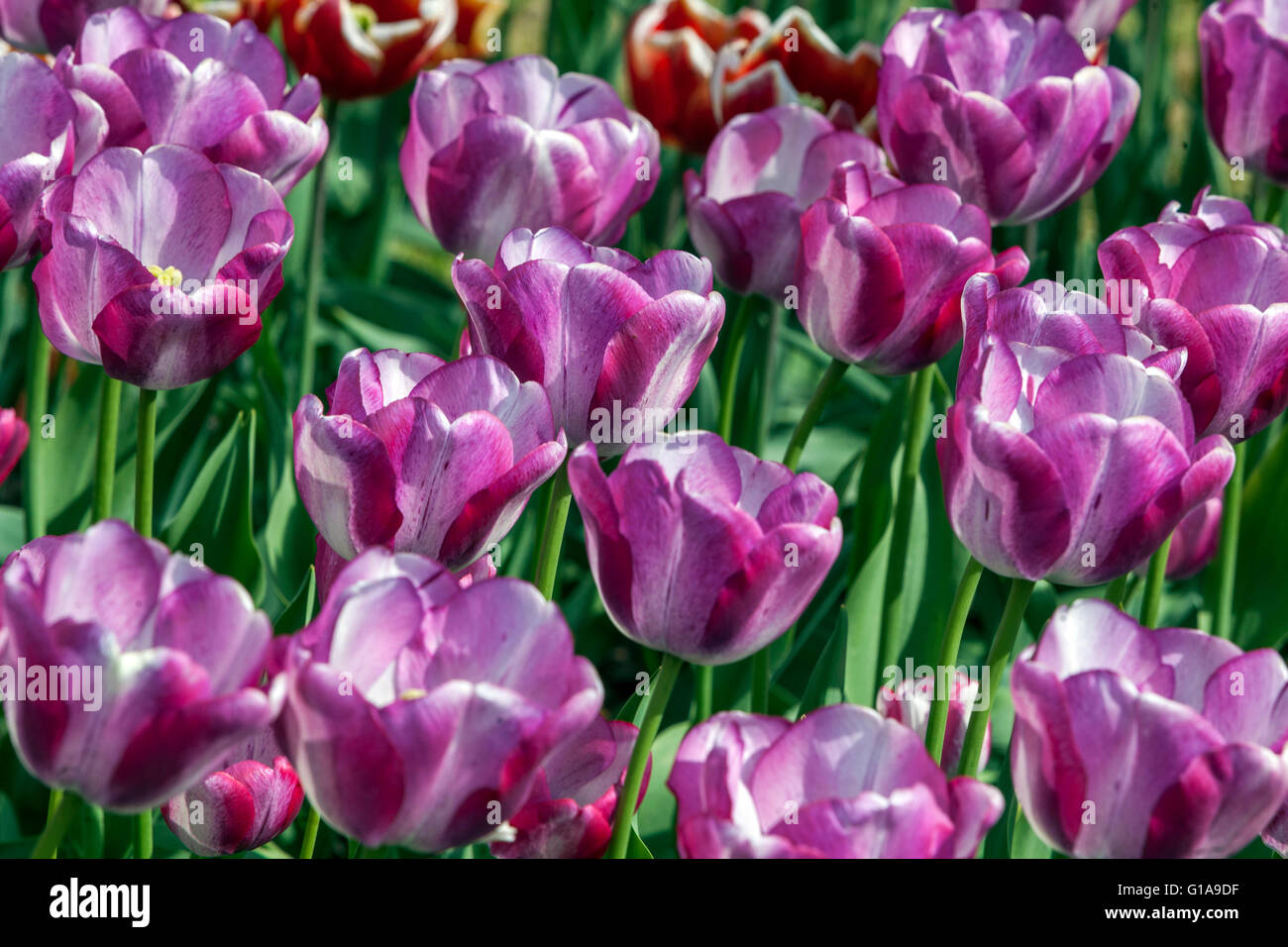 Giardino dei tulipani fioriti, gruppo di Trionfi Tulipa 'Shirley Dream' Foto Stock