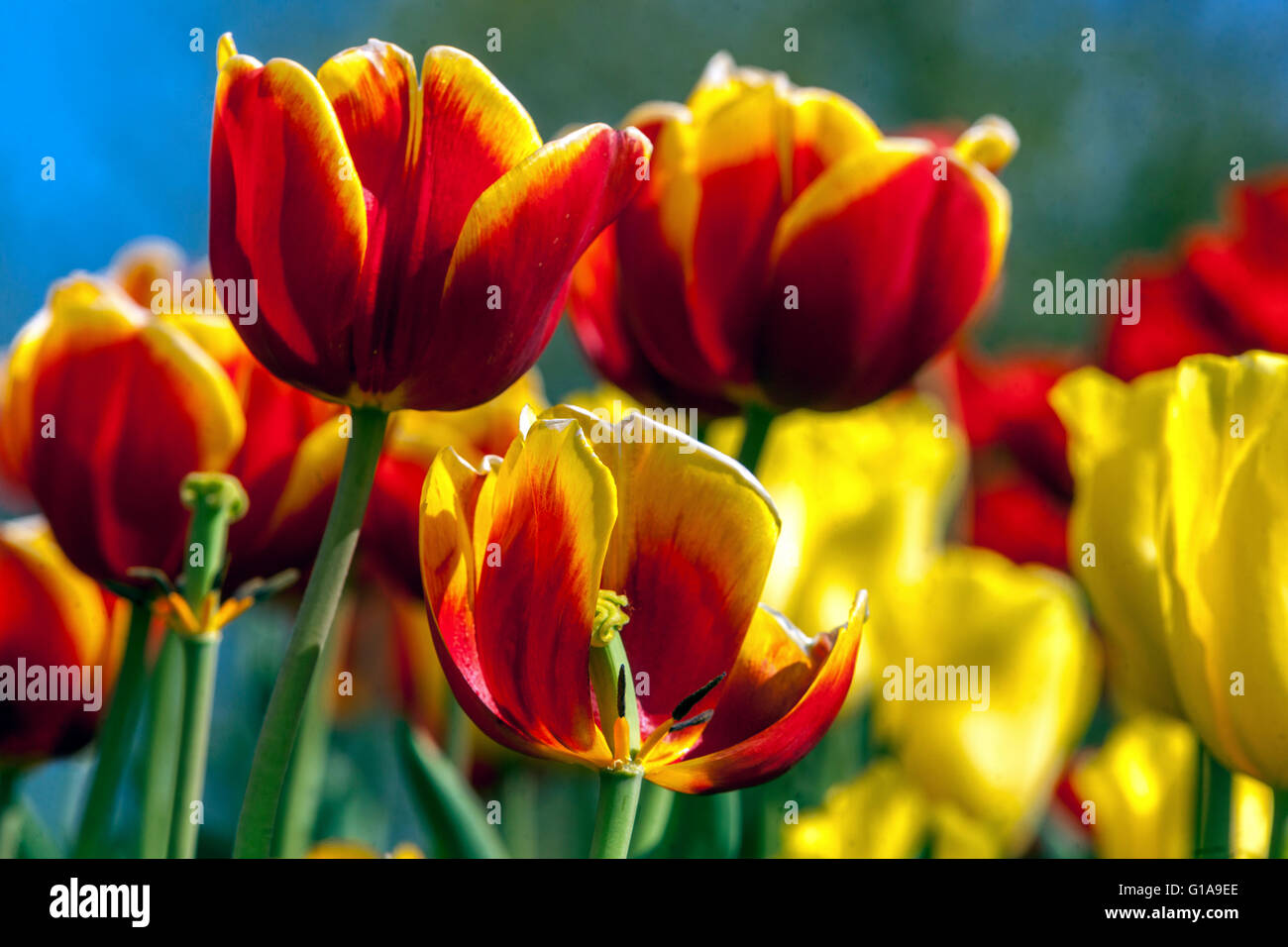 Triumph Tulips Giardino Tulipa 'Olanda Regina' Foto Stock