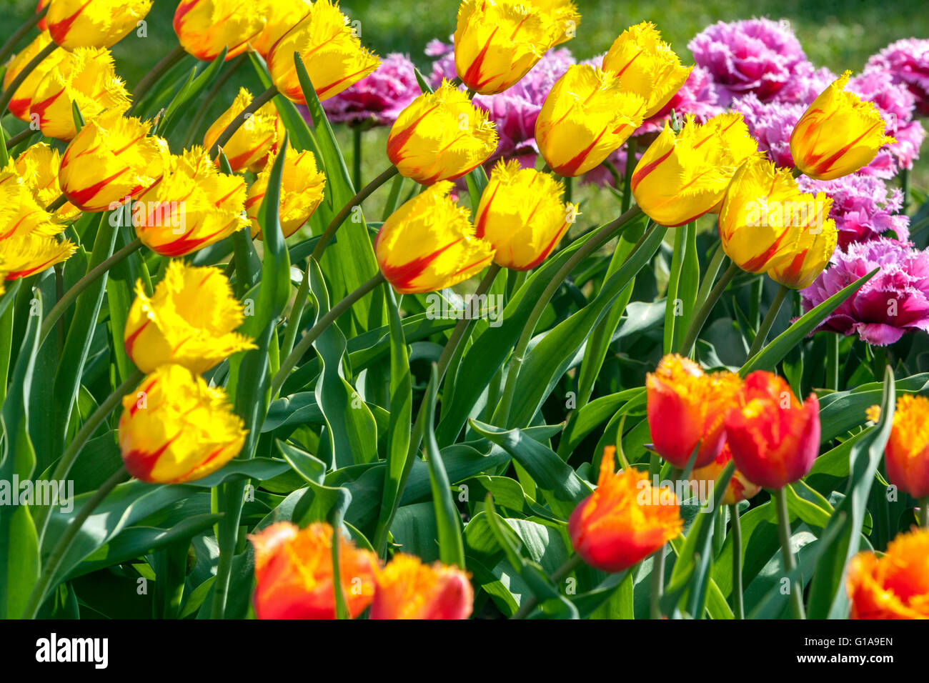 Fiori primavera giardino tulipani fiorire in colorati letti di fiori Foto Stock