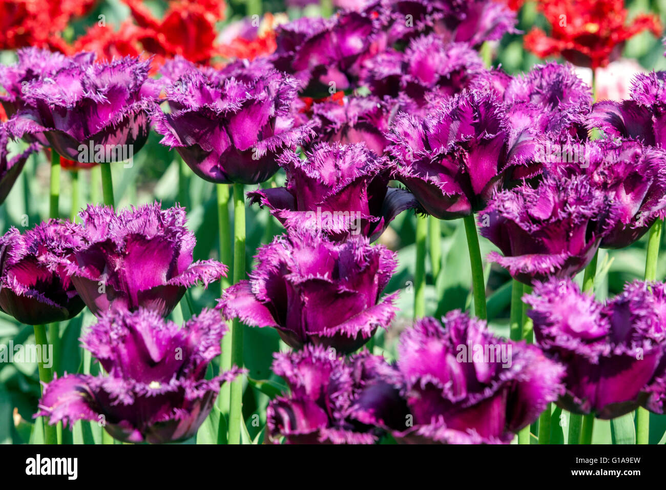 Giardino di fiori di tulipani tulipani Viola ' ' Gorilla Foto Stock