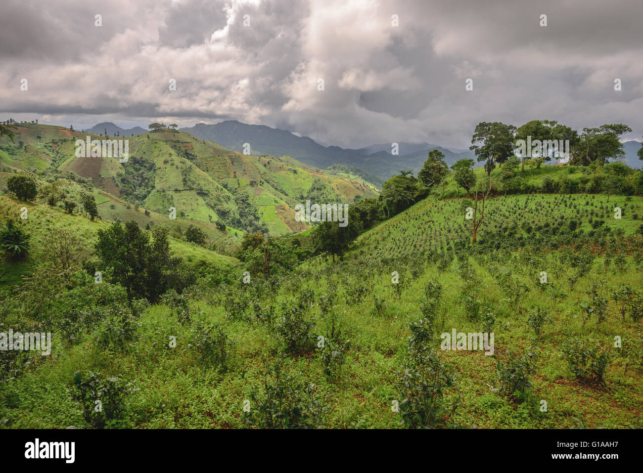 Le piantagioni di tè nello stato di Shan, Myanmar Foto Stock