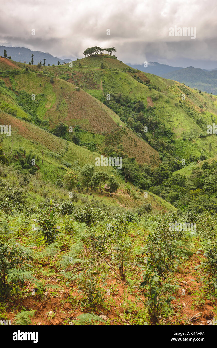 Le piantagioni di tè nello stato di Shan, Myanmar Foto Stock