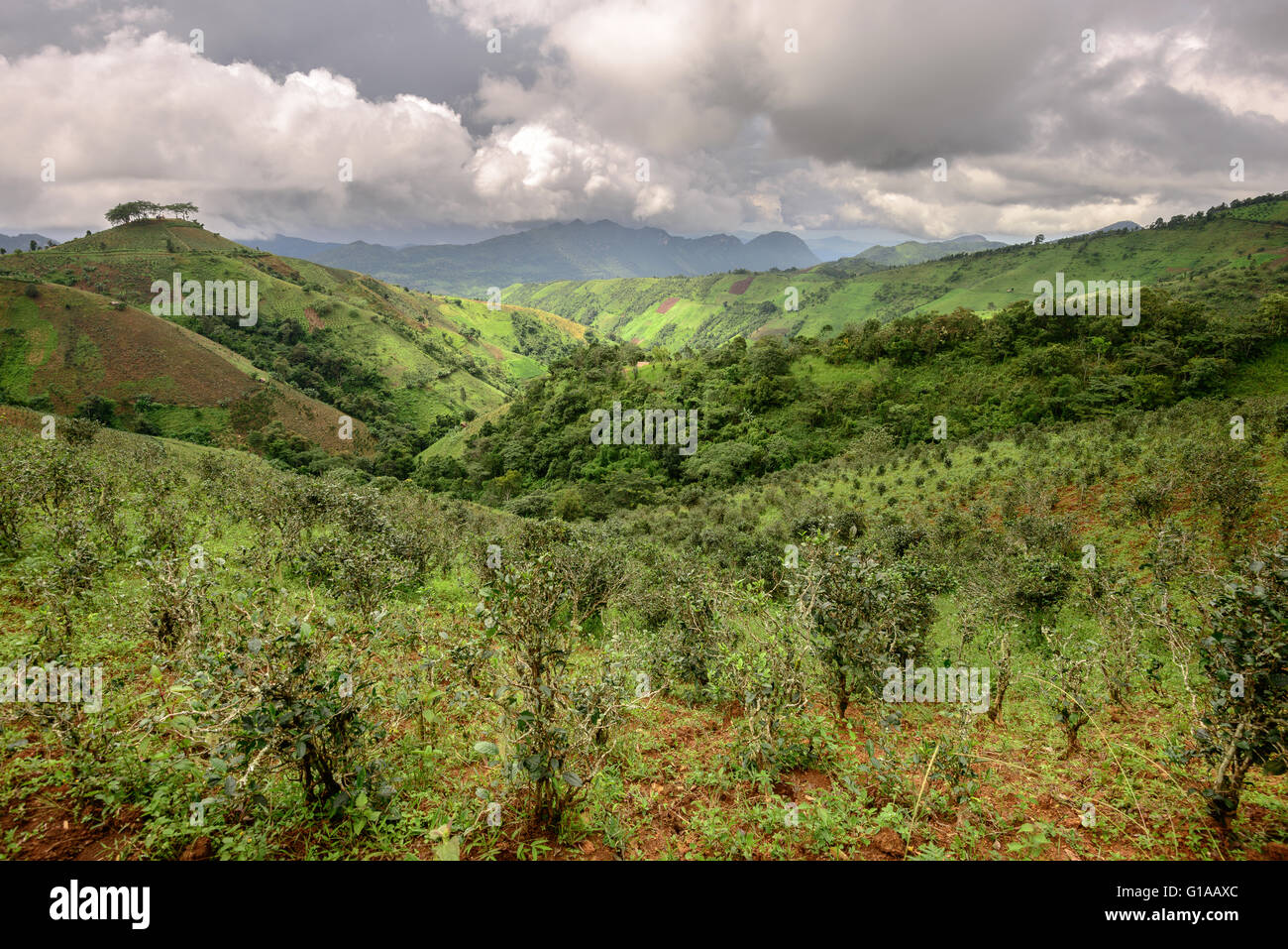 Le piantagioni di tè nello stato di Shan, Myanmar Foto Stock