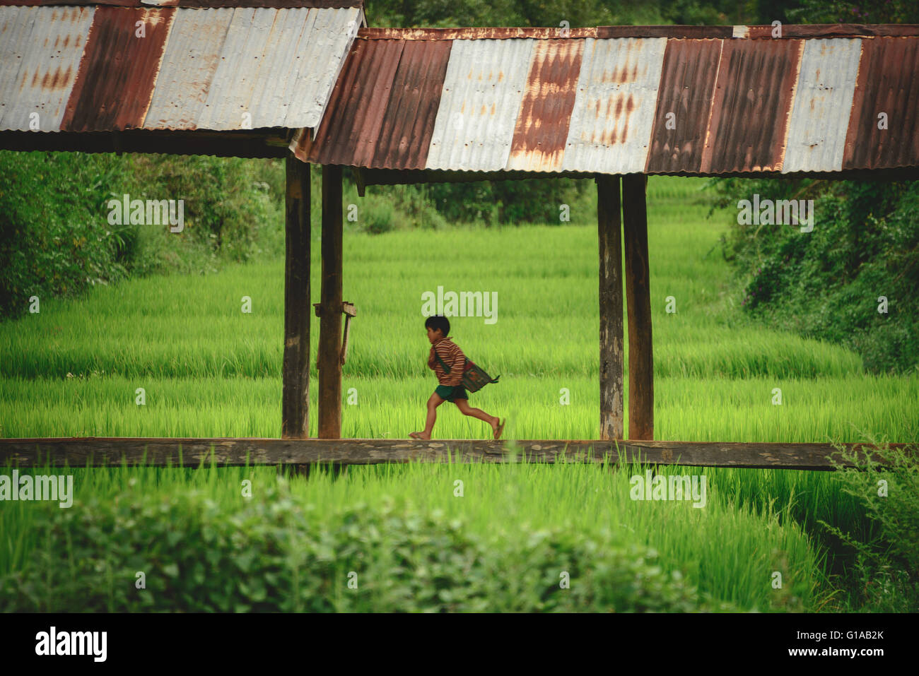 In esecuzione a casa dalla scuola attraverso i campi di riso nello Stato di Shan, Myanmar Foto Stock