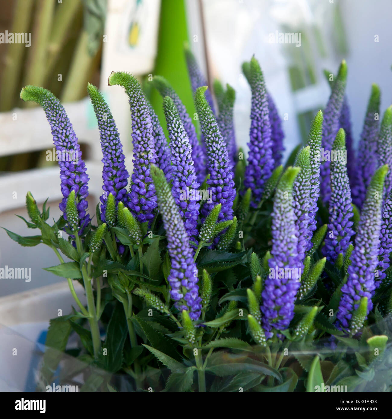 Bella viola Spiked Speedwell Foto Stock