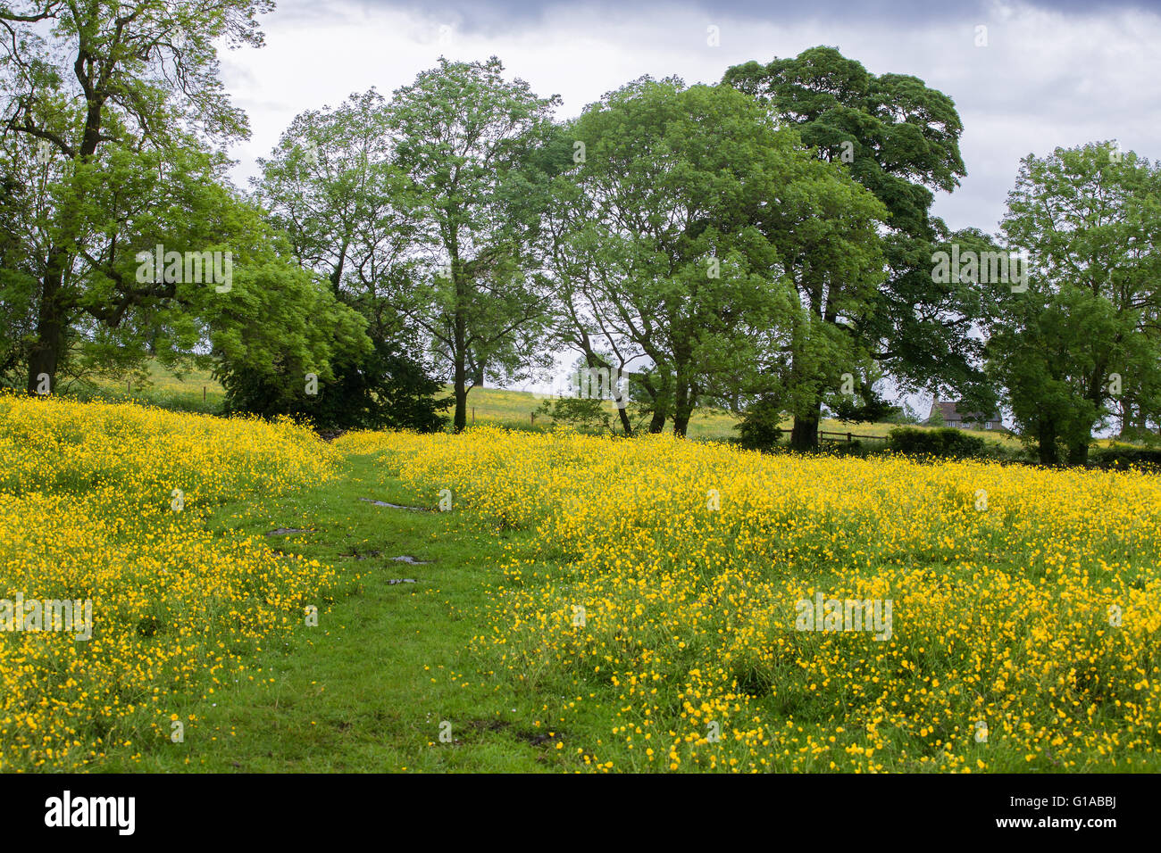 Campo ranuncolo, Chapel Lane, Tissington, Derbyshire, Inghilterra Foto Stock