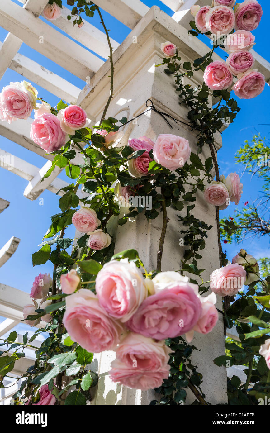 Pierre Ronsard rose rampicanti, Bower, giardino di rose, Rosedal, Parque Tres de Febrero, Buenos Aires, Argentina Foto Stock