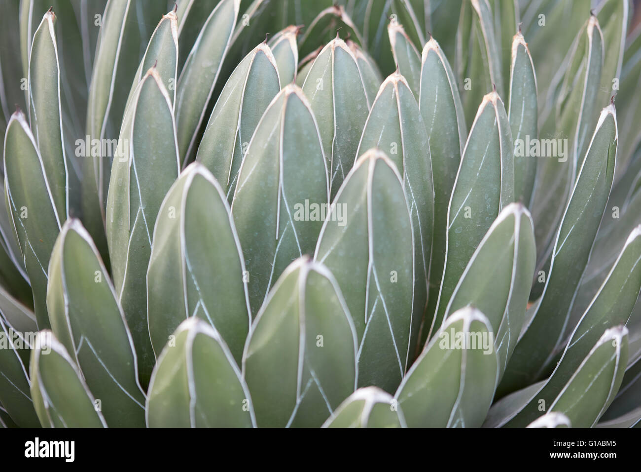 Agave victoriae reginae lascia sfondo texture Foto Stock