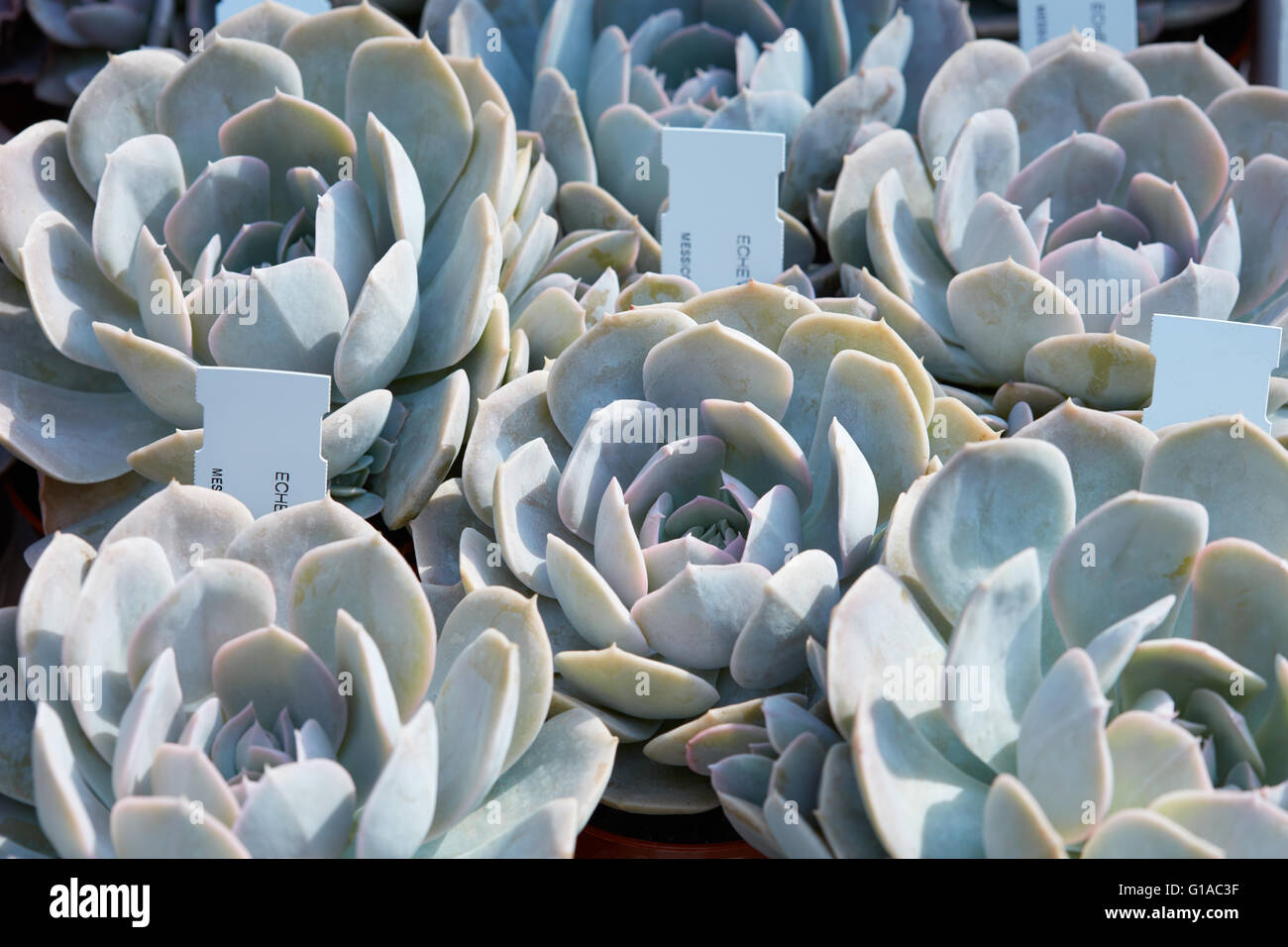 Echeveria, le piante succulente con tag in un vivaio Foto Stock Echeveria, le piante succulente con tag in un vivaio Foto Stock