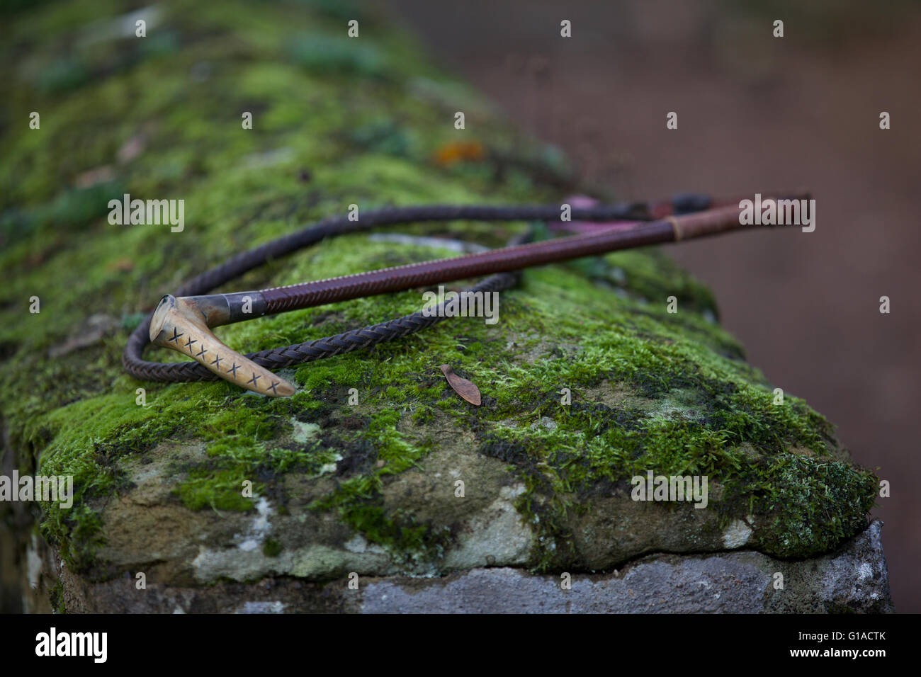 Frustino sdraiato sul muschio parete in pietra Foto Stock