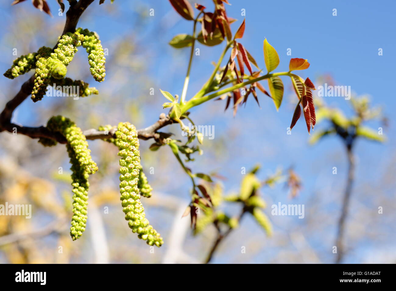 Walnut Tree fiori in maggio in Spagna. Foto Stock