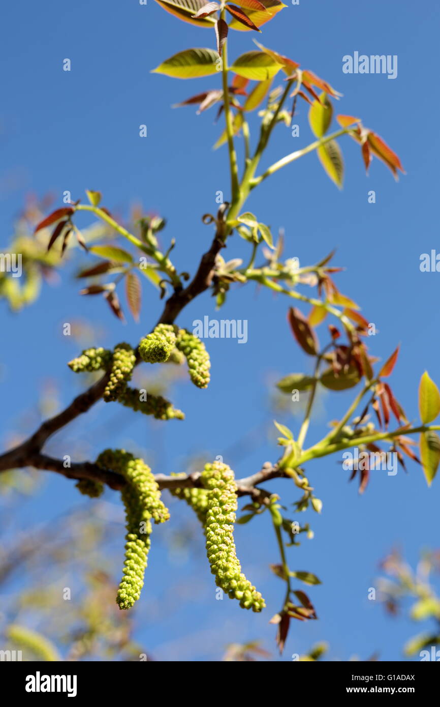 Walnut Tree fiori in maggio in Spagna. Foto Stock