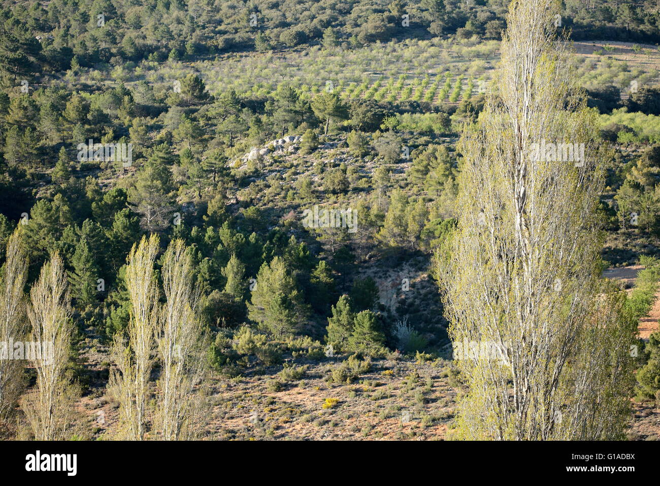 Lo spagnolo paesaggio di montagna con alberi di pioppo in primavera Foto Stock