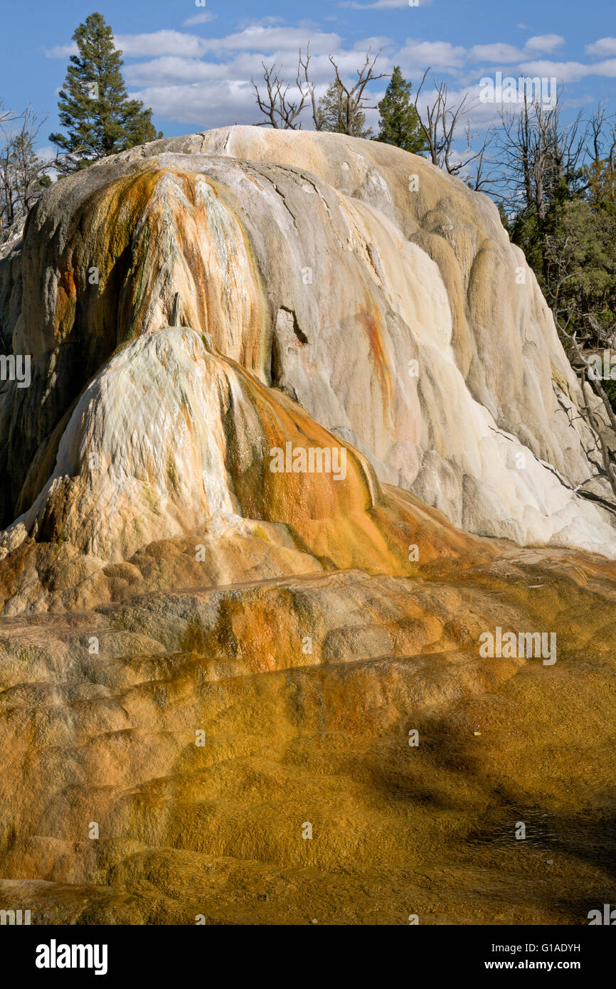 WY01678-00...WYOMING - Arancione tumulo di molla a Mammoth Hot Springs nel Parco Nazionale di Yellowstone. Foto Stock