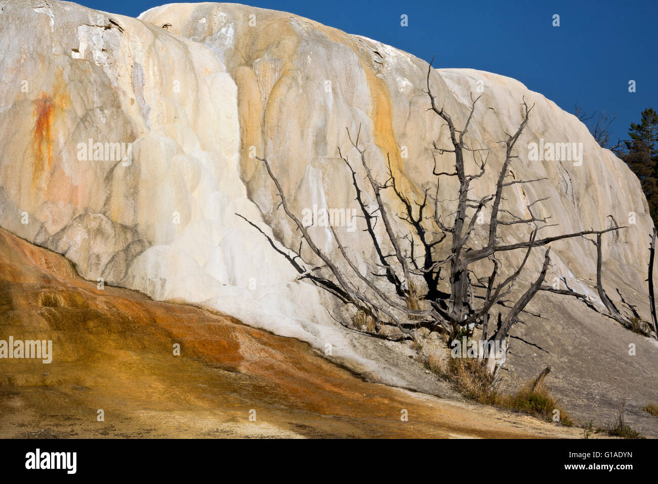 WY01680-00...WYOMING - Arancione tumulo di molla a Mammoth Hot Springs nel Parco Nazionale di Yellowstone. Foto Stock