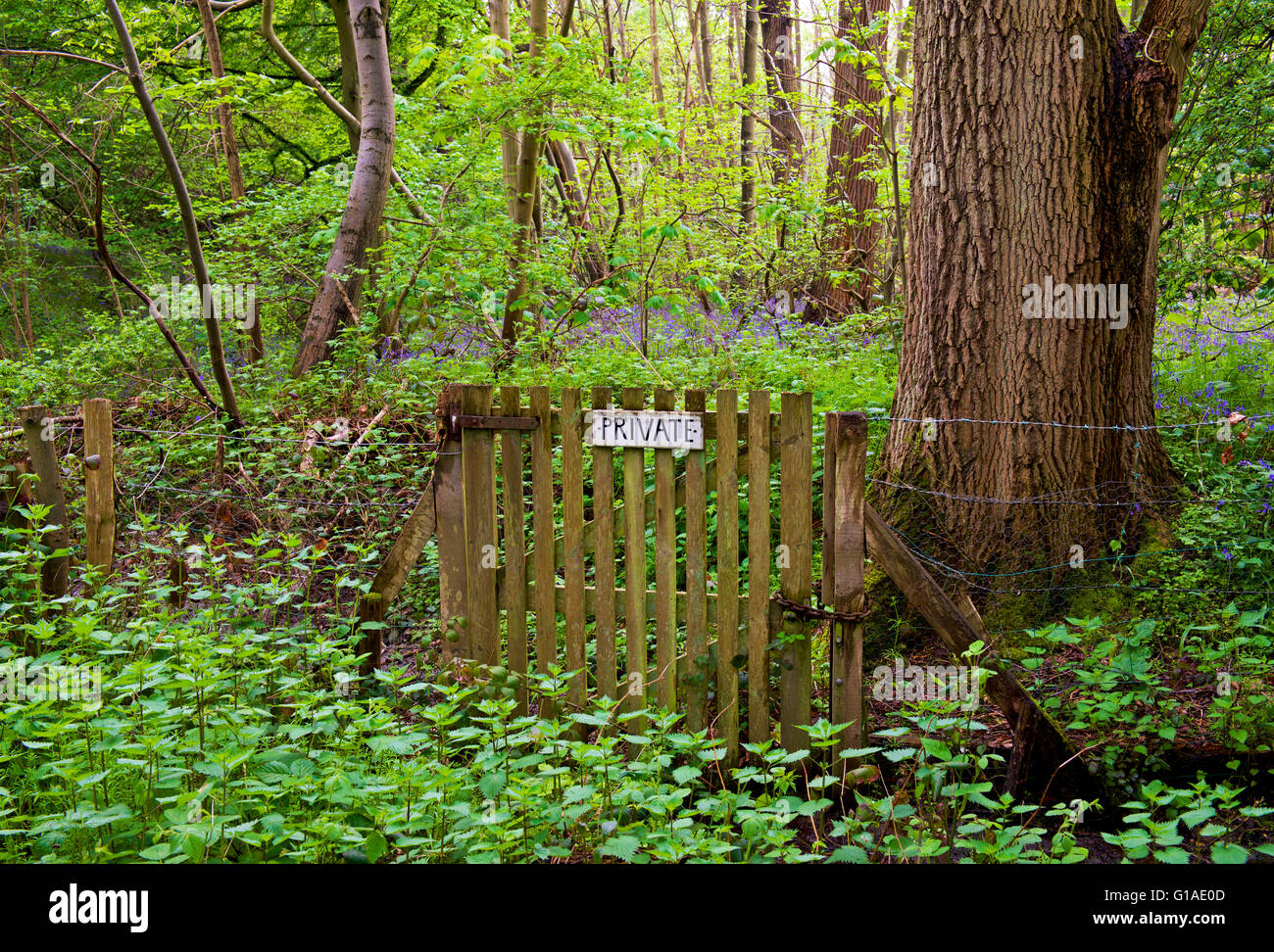 Segno privato sul cancello in legno di Blakes, nei pressi di Danbury, Essex, Inghilterra, Regno Unito Foto Stock