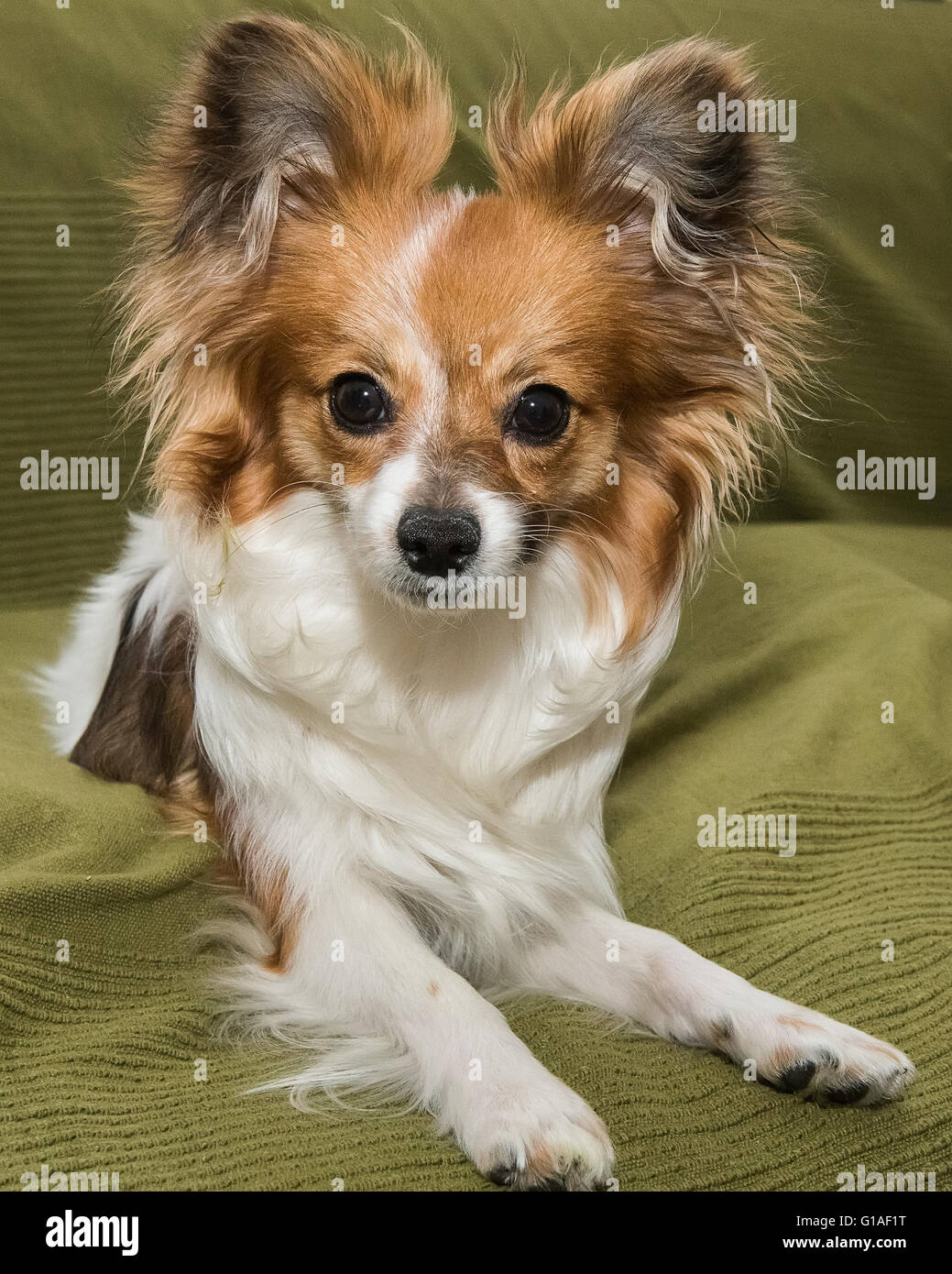 Papillon cane (Canis lupus familiaris) / Continental Toy Spaniel, Butterfly Dog Foto Stock