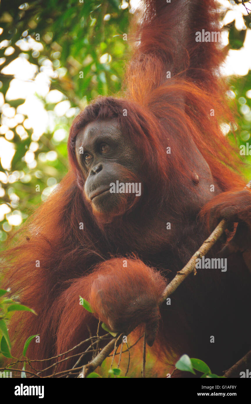 Orangutan a Semmengoh Wildlife Sanctuary vicino a Kuching in Borneo Foto Stock