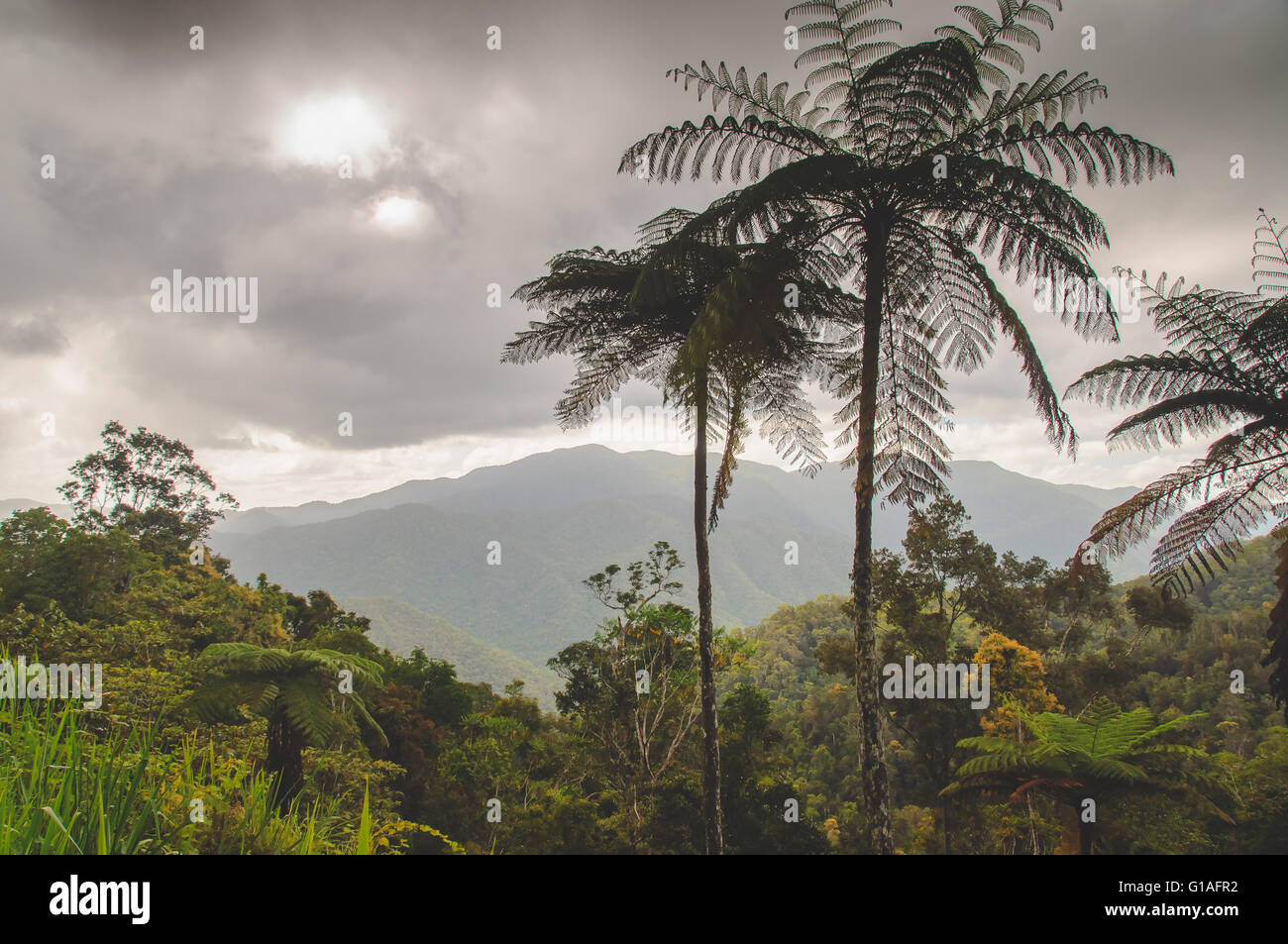 Montagne e foresta pluviale vicino a Cairns nel lontano Nord Queensland Foto Stock