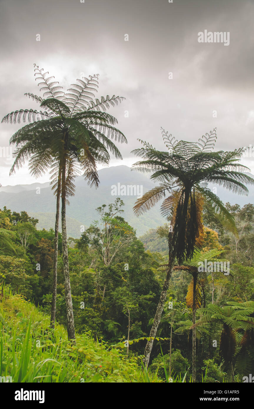 Montagne e foresta pluviale vicino a Cairns nel lontano Nord Queensland Foto Stock
