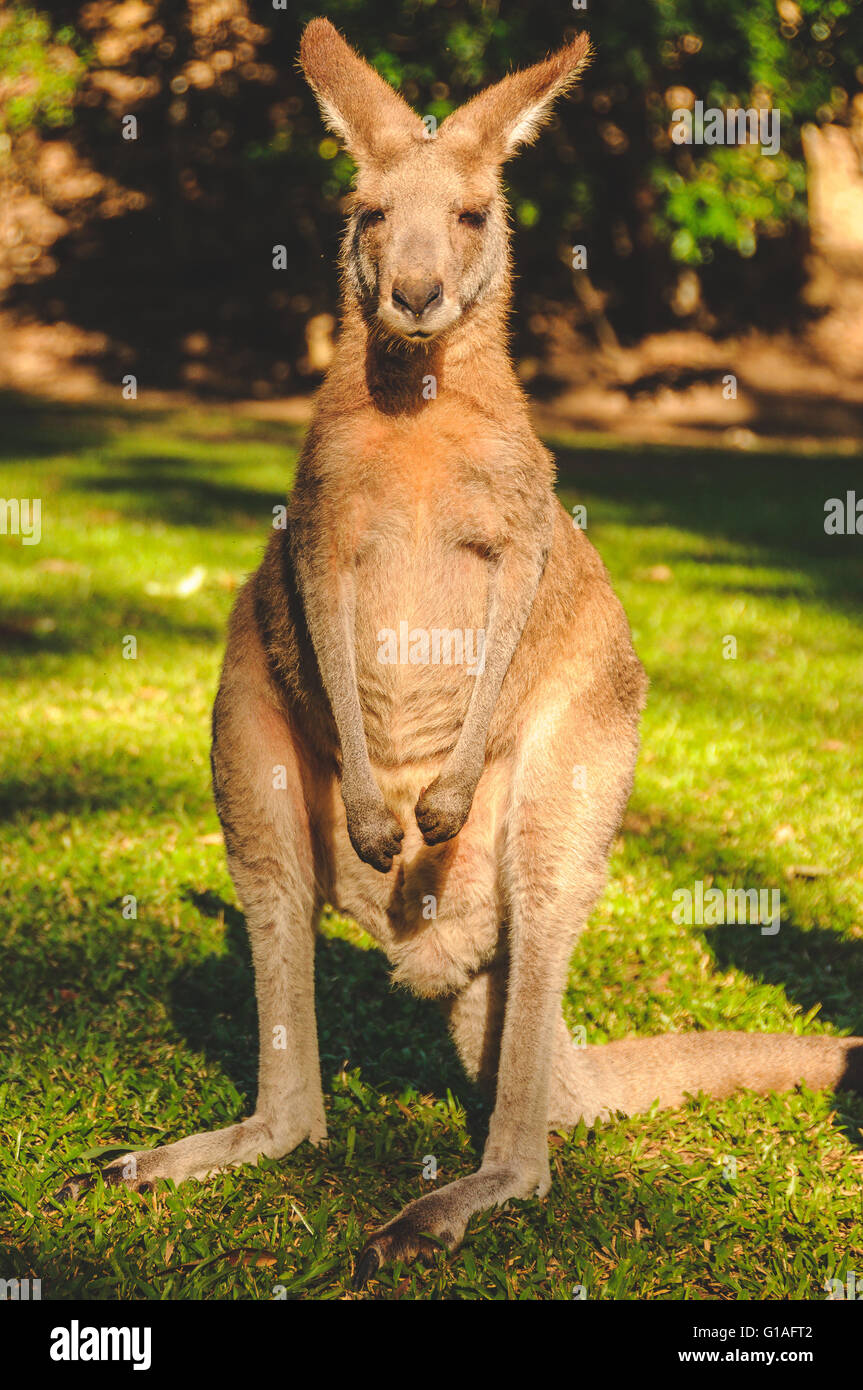 Kangaroo all'Hartley's Crocodile park vicino a Cairns nel Queensland Foto Stock