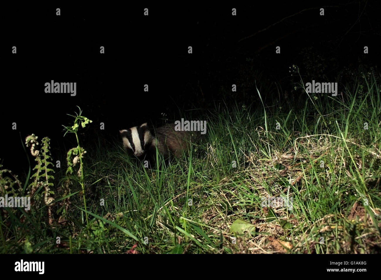 Badger Foto Stock