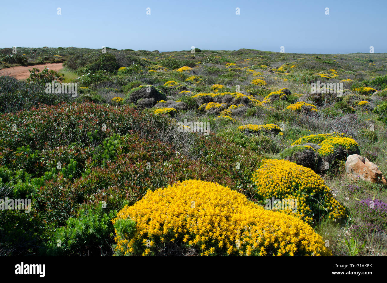 Brughiera lungo la costa portoghese in Algarve Foto Stock