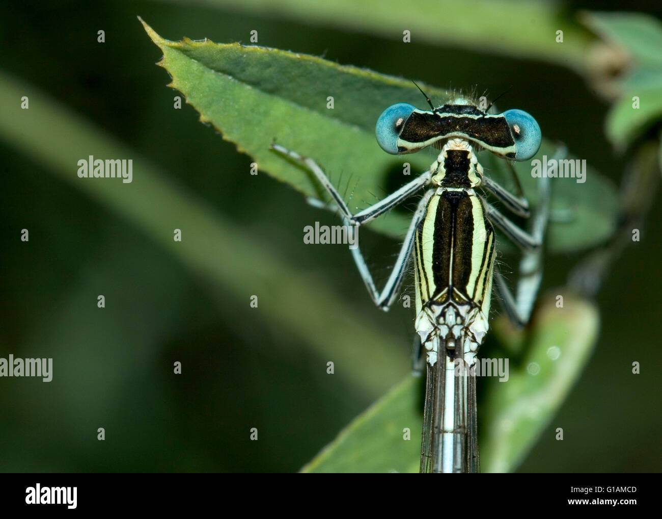 Platycnemis latipes, denominato gambe bianco damselfly. Foto Stock
