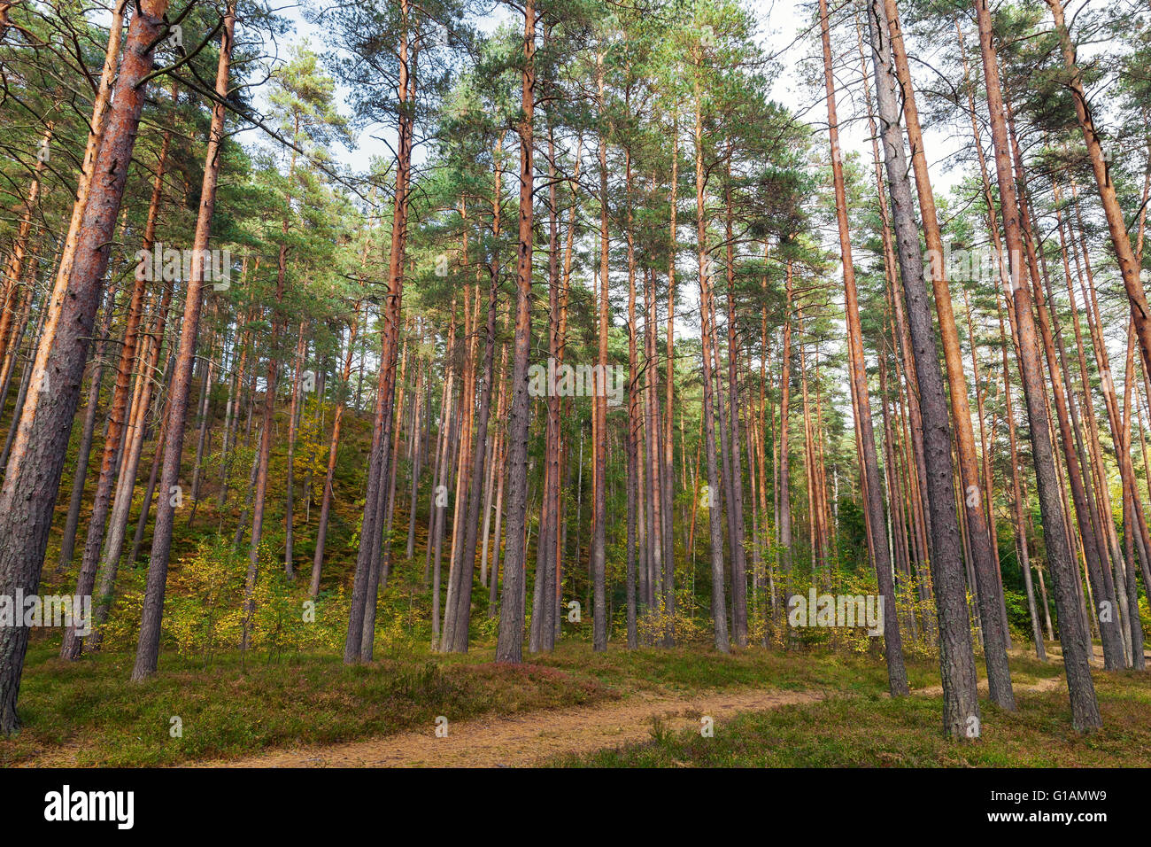 Foresta europea del paesaggio, sentiero e pini Foto Stock