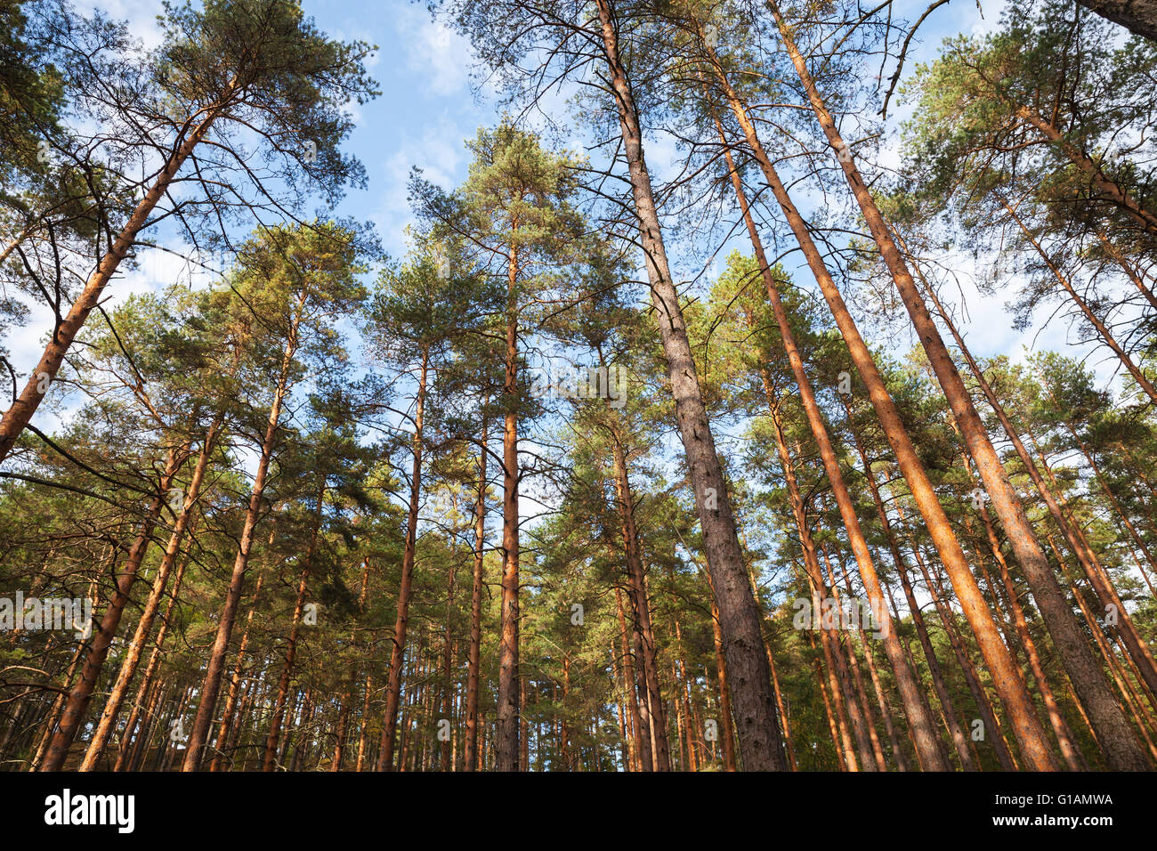 Foresta europea del paesaggio selvaggio, pini sopra il cielo blu con nuvole Foto Stock