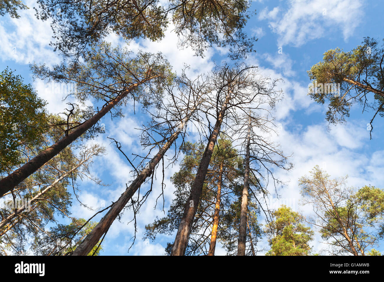 Wild pini sopra il cielo blu con nuvole Foto Stock