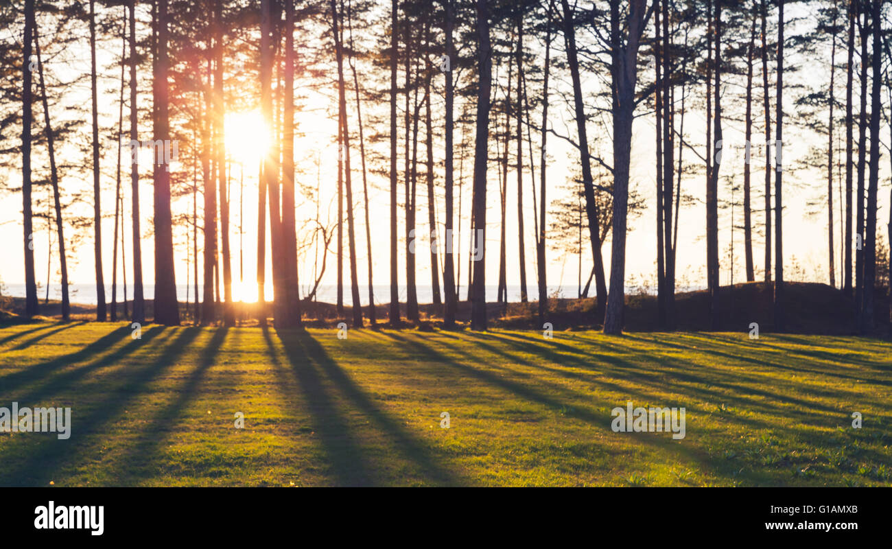 Sole splende attraverso gli alberi di pino, naturale sfocata foto di sfondo Foto Stock