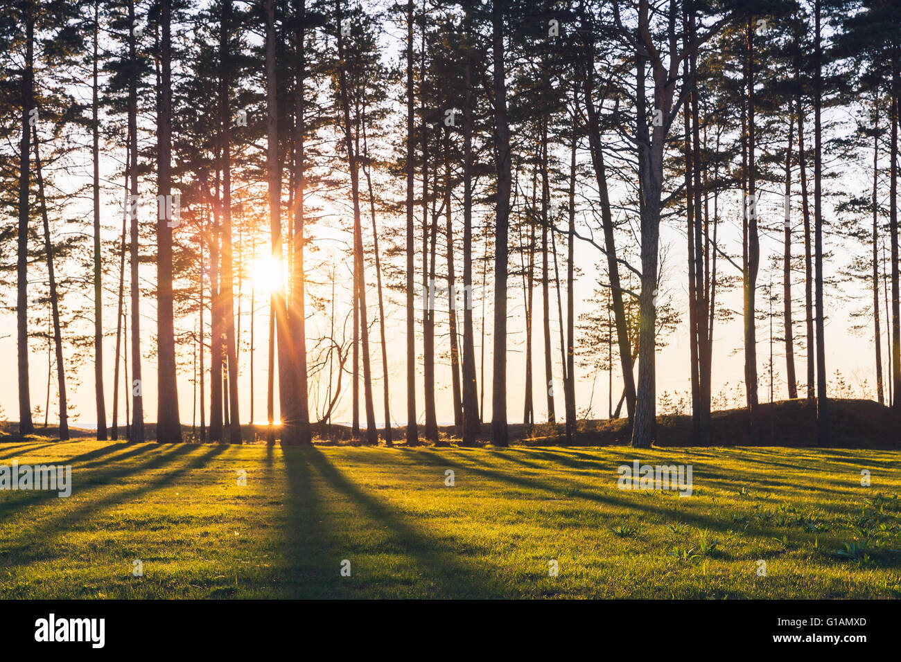 Sole splende attraverso gli alberi di pino sulla costa del Mar Baltico, Estonia, Narva. Foto naturali con il fuoco selettivo su un foregro Foto Stock