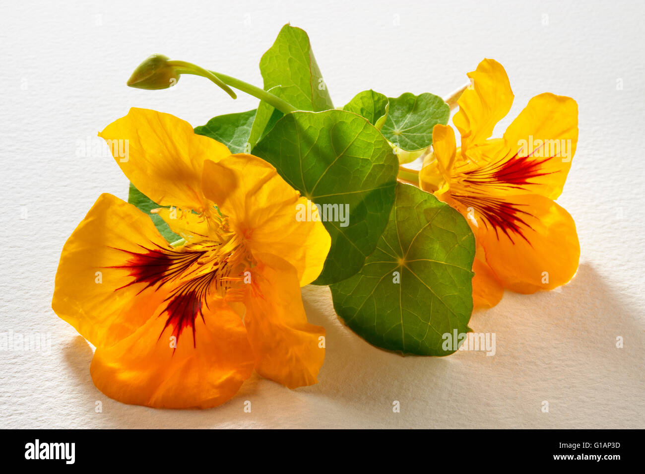 Giallo fresco nasturtium fiori e foglie Foto Stock