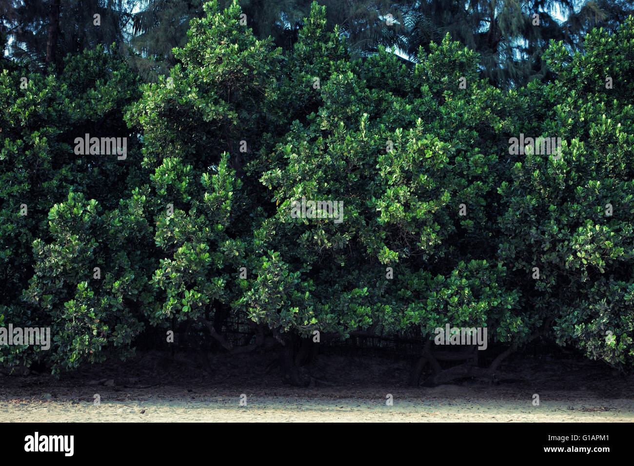 La fila di giovani verdi alberi tropicali Foto Stock