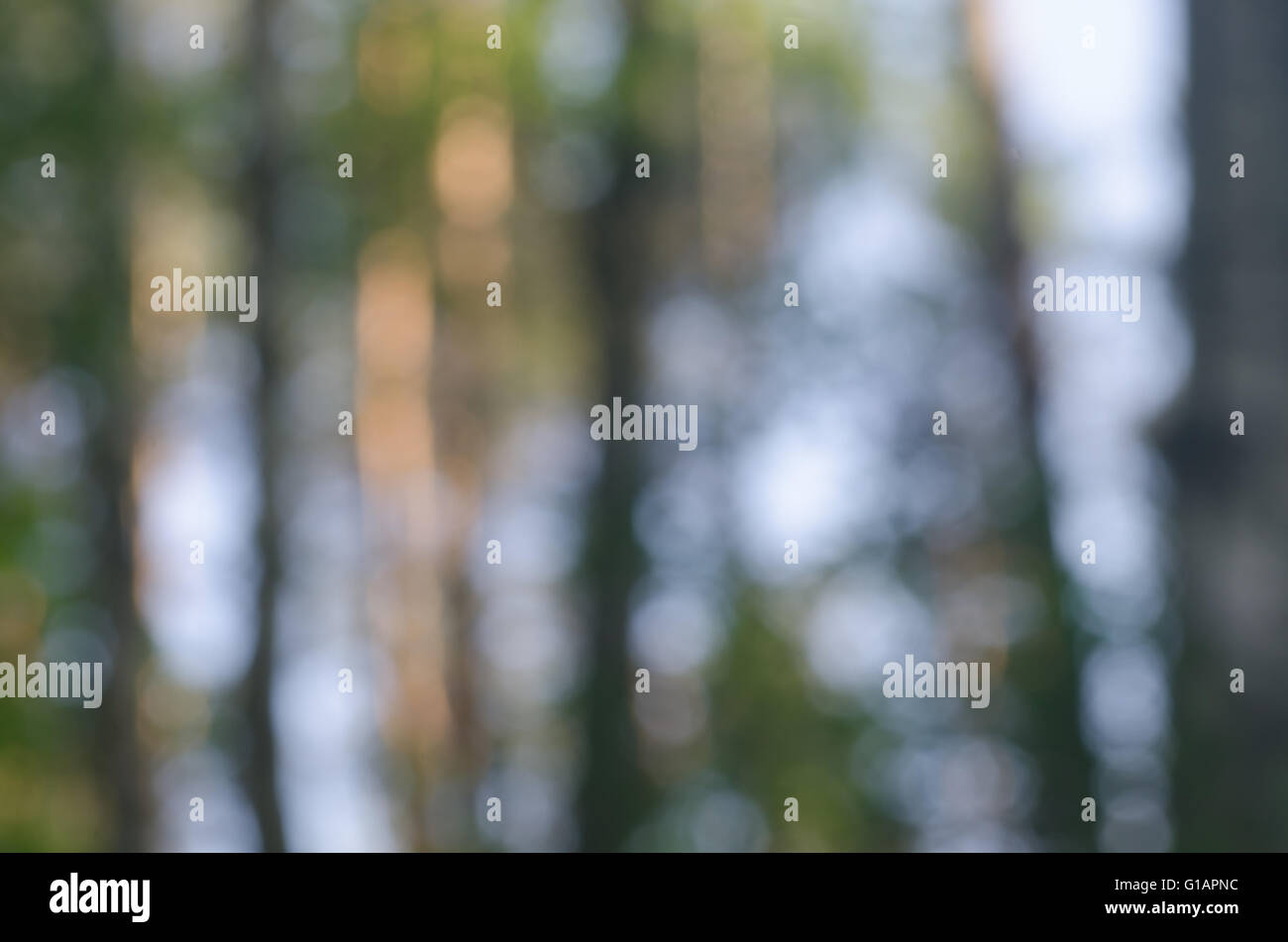 Alberi sfocata in background di foresta Foto Stock