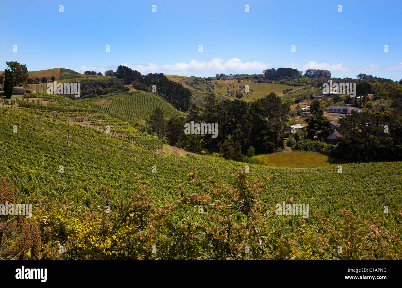 Cantina e Vigneti sull isola di Waiheke off Auckland, Nuova Zelanda Foto Stock