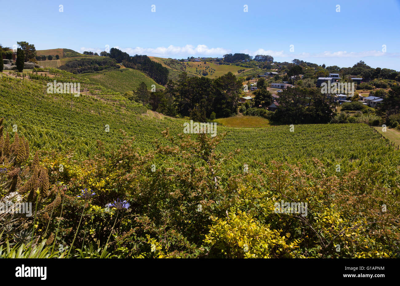 Cantina e Vigneti sull isola di Waiheke off Auckland, Nuova Zelanda Foto Stock