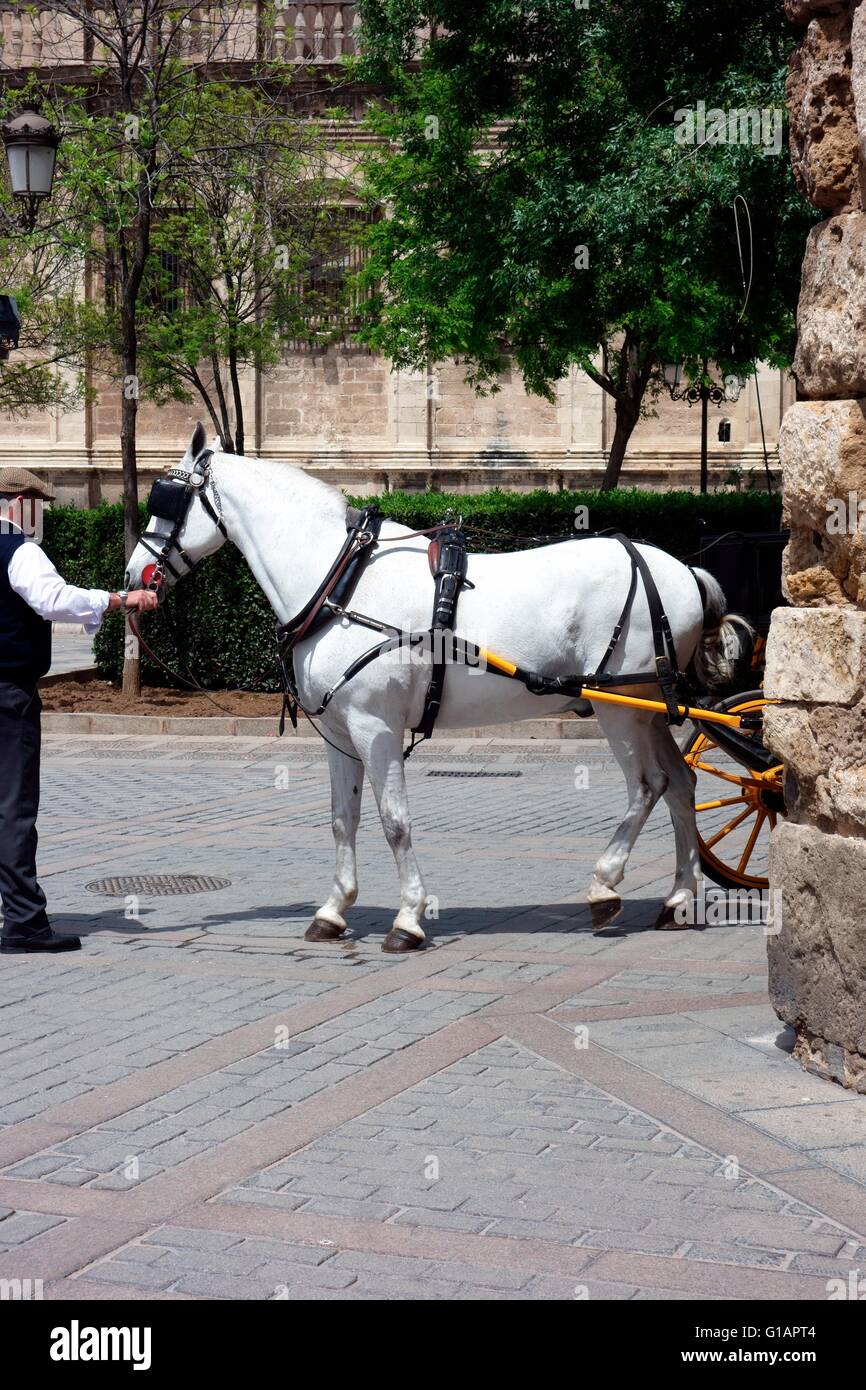 Cavallo e Carrozza in Seville prendere un periodo di riposo in ombra e amato dal proprietario Foto Stock