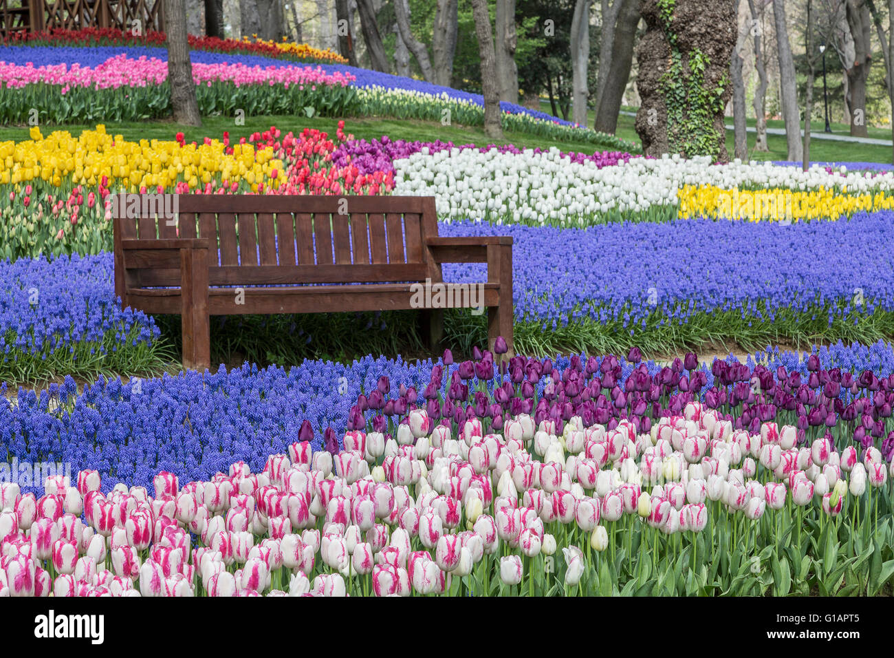 Tulipani nel parco, Istanbul, Turchia Foto Stock
