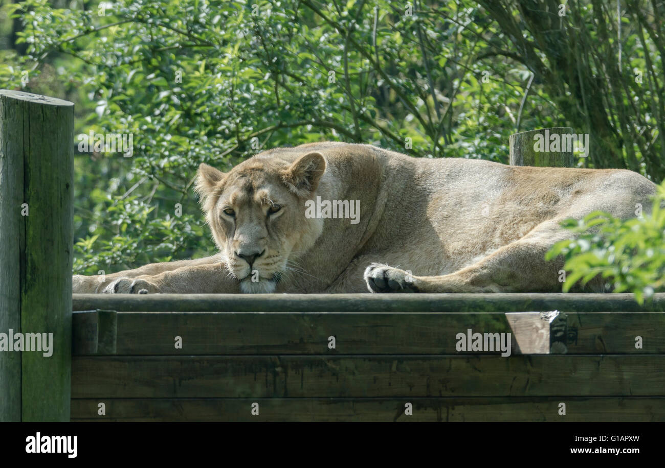 I Lions a Cotswold Wildlife Park Foto Stock