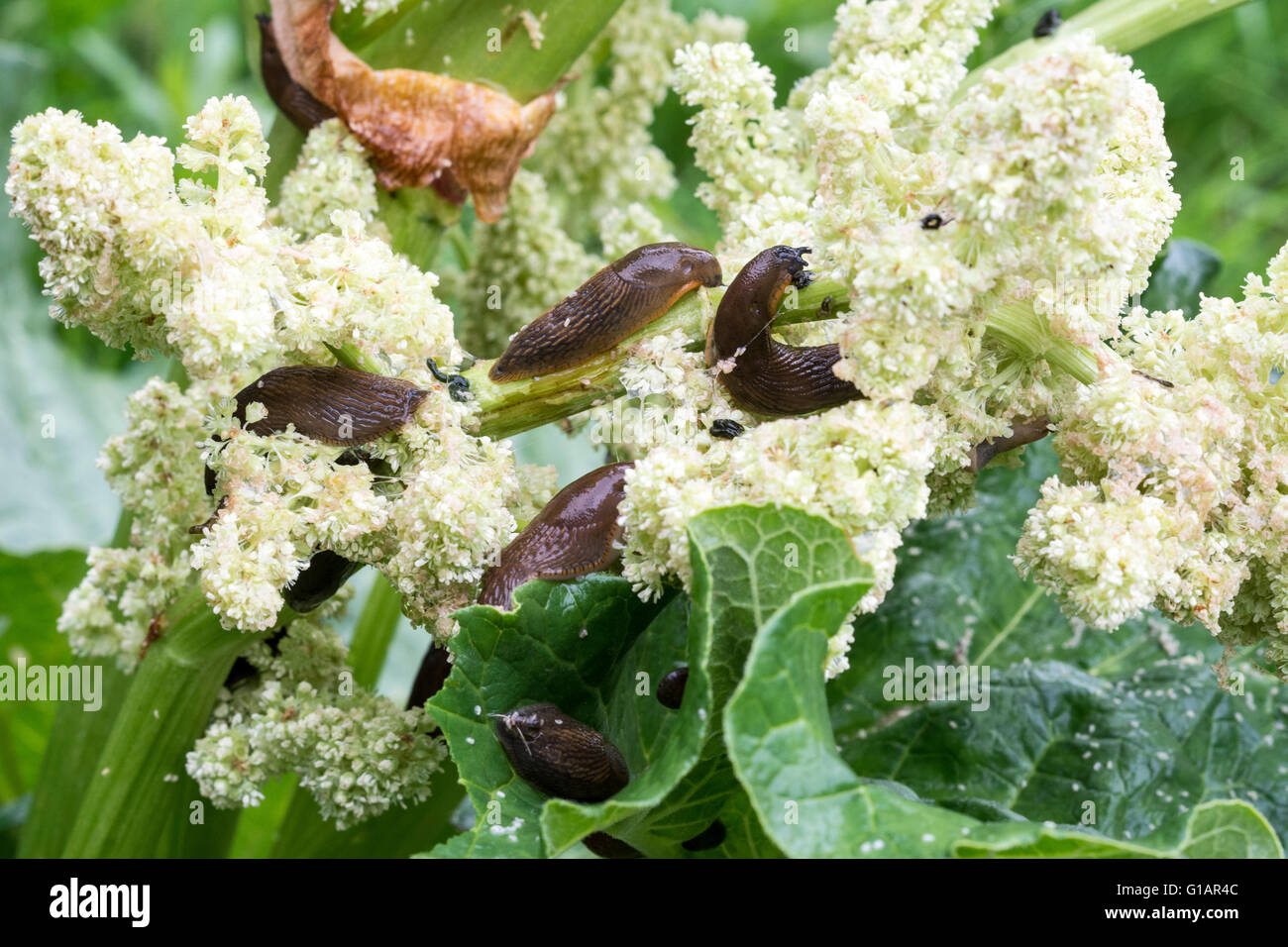 Red slugs (Arion rufus) mangiare rabarbaro fiori Foto Stock