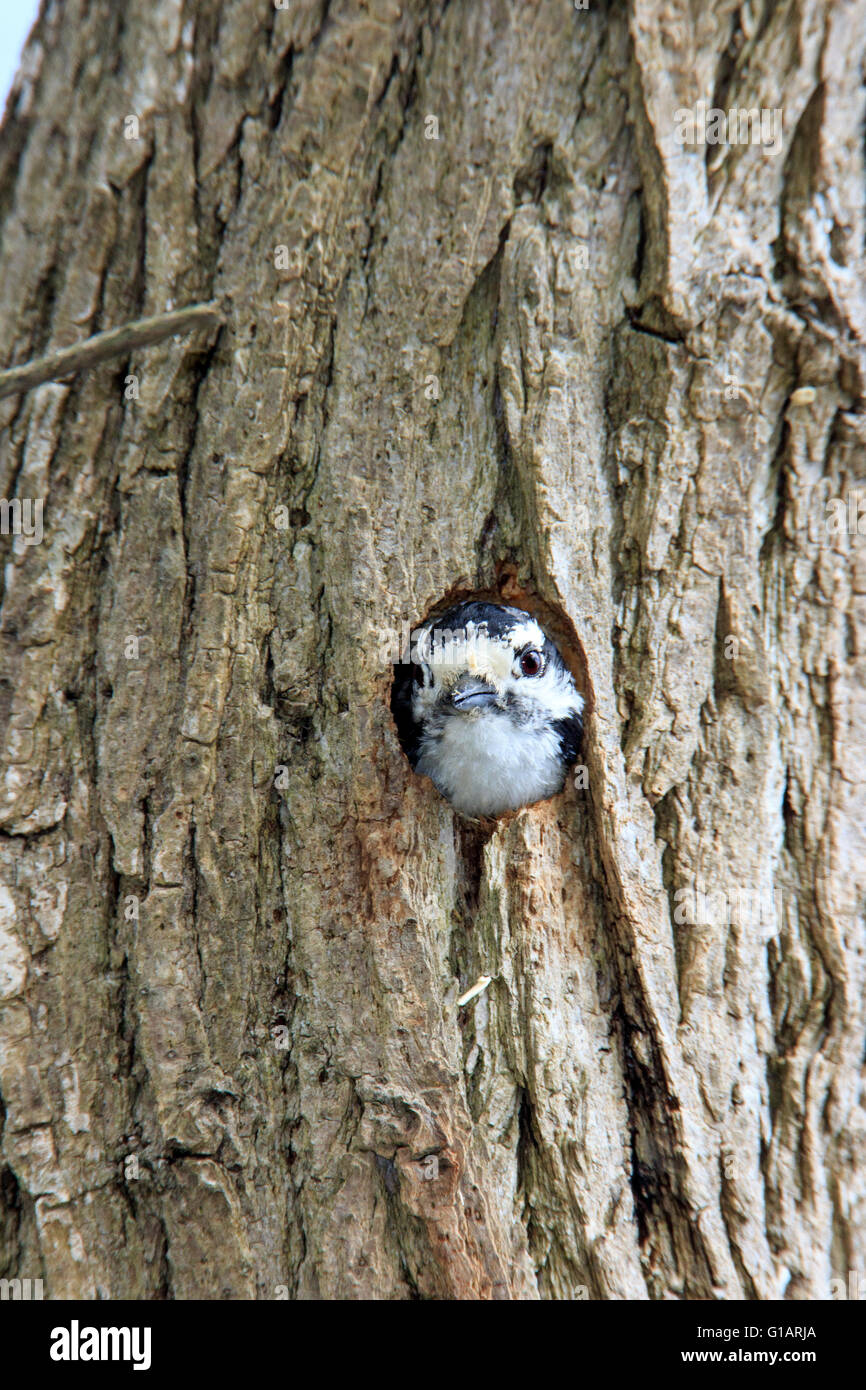 Picchio roverella (Picoides pubescens ) guardando al di fuori di un foro di nidificazione in una struttura ad albero. Foto Stock