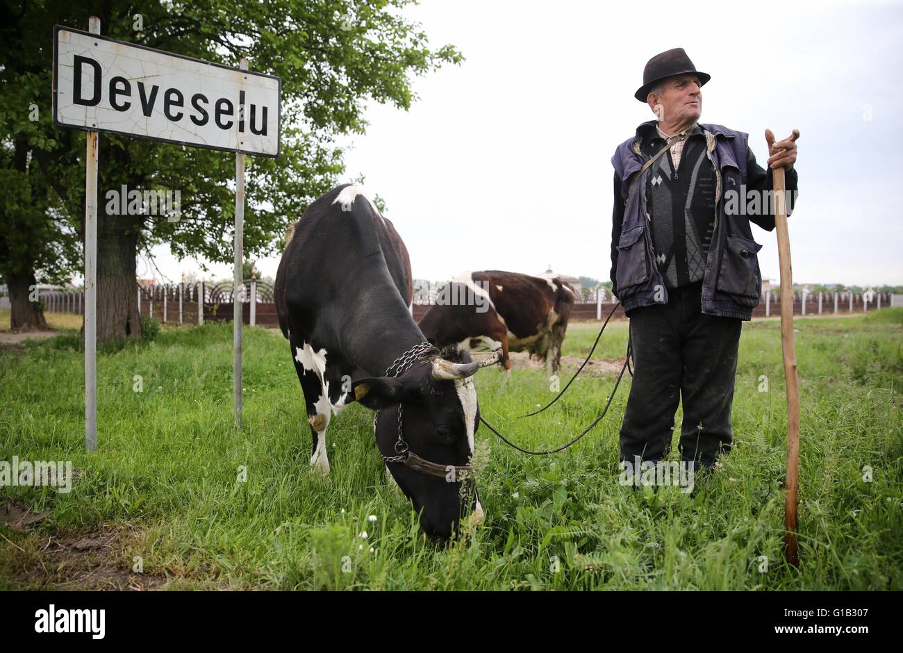 Deveselu, Romania. Il 12 maggio 2016. Un allevatore di bestiame con sue vacche nella foto accanto al segno della città di Deveselu, Romania, 12 maggio 2016. Alti funzionari rumeni e rappresentanti di Stati Uniti dipartimenti della difesa e membro della Marina USA la sede centrale europea della NATO e i decisori hanno partecipato all'inaugurazione ufficiale dei militari di difesa missilistica facility tenutasi lo stesso giorno. Foto: KAY NIETFELD/dpa/Alamy Live News Foto Stock