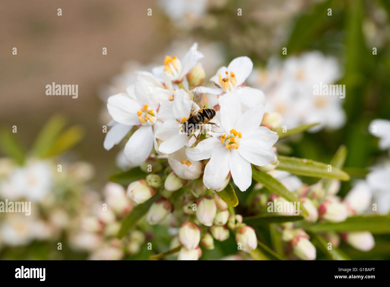 Bee foraggio con il polline sulle gambe fiori bianchi Foto Stock