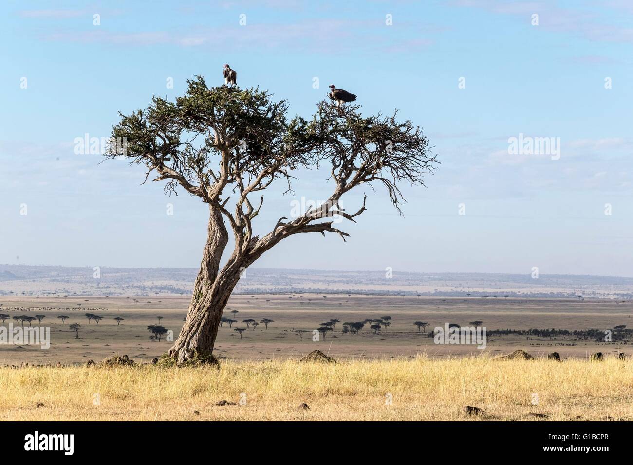 Kenya, Masai-Mara Game Reserve, falda-di fronte vulture (Torgos tracheliotus), nelle pianure nella stagione secca Foto Stock