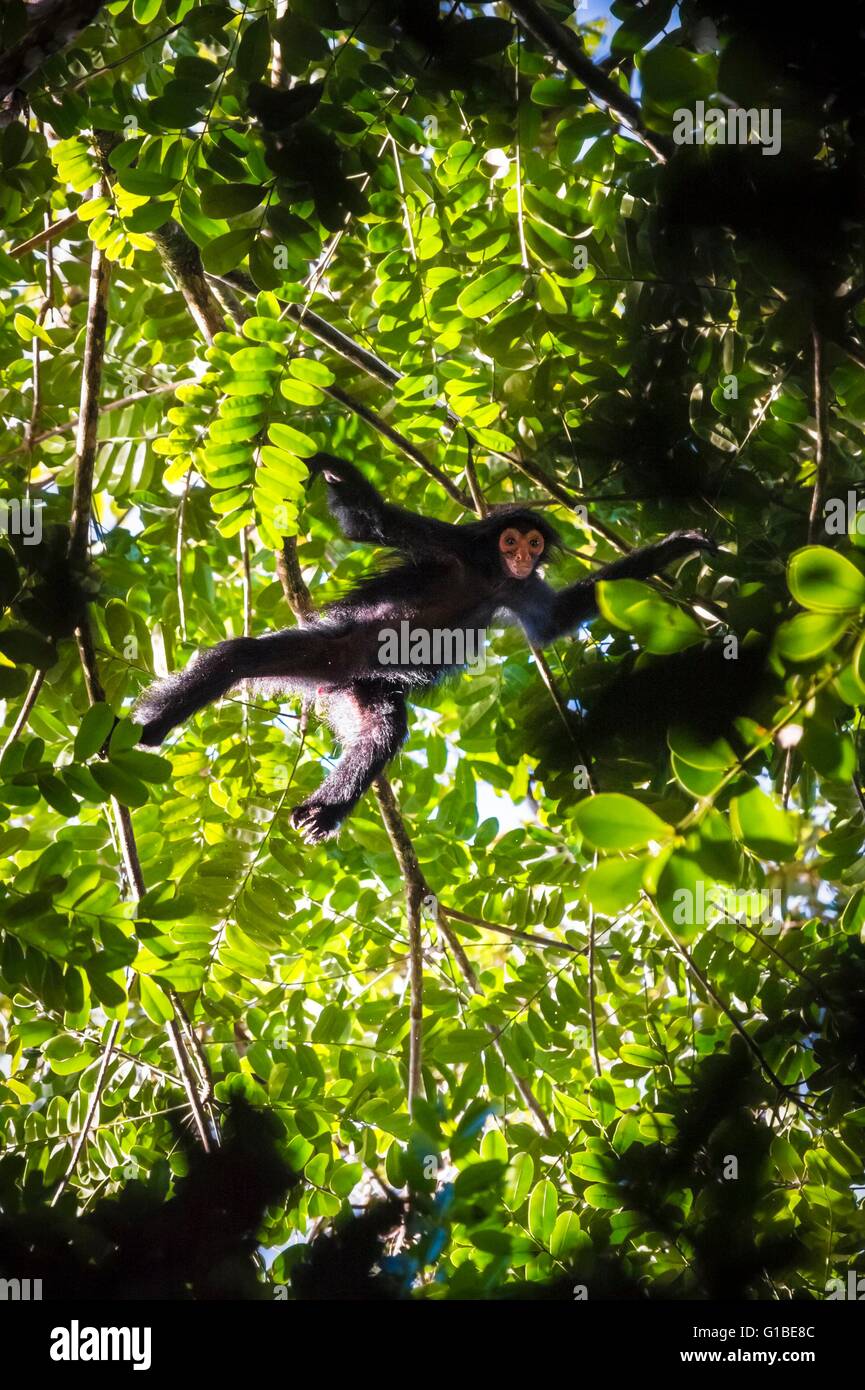 Francia, Guyana Guyana Francese Parco amazzonico, area cardiaca, Camopi, spider monkey faccia rossa (Ateles paniscus) nella tettoia sul Monte Itoupe (830 m), il secondo vertice della Guyana, la gamma della montagna di montagne tabella che presenta particolare ecosistema al suo cloud forest, lo studio dovrà fornire il cambiamento climatico globale di indicatori Foto Stock